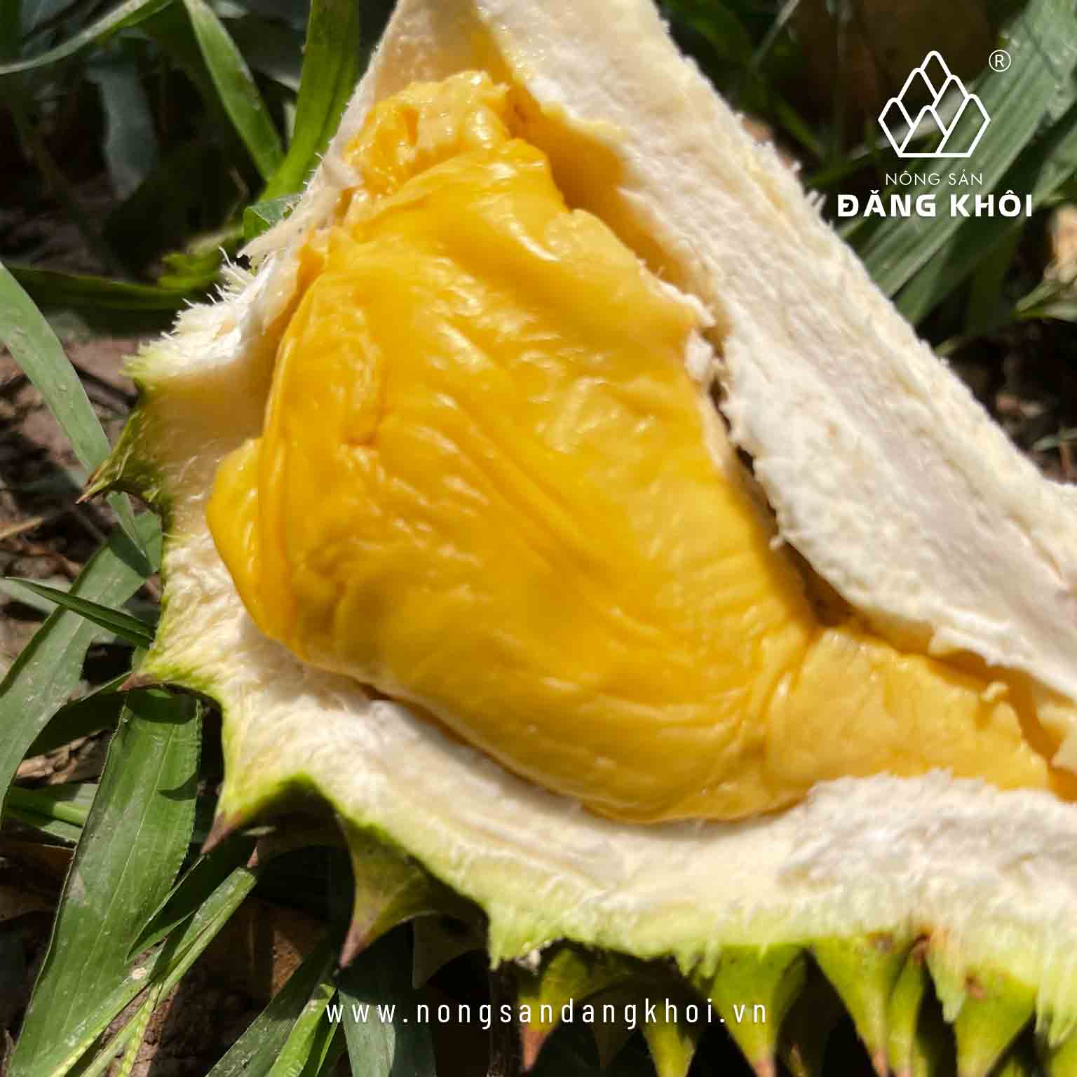 Sầu Riêng 